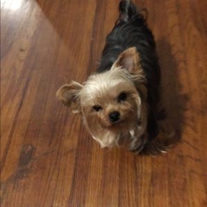 Meet your Posher, Sam